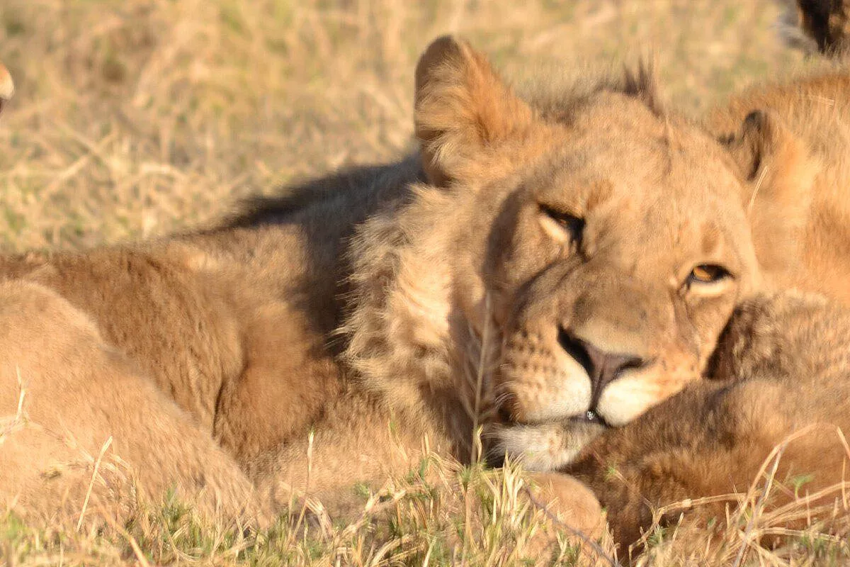 Botswana Wild Parks