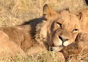 turistipercaso botswana-ufz6n