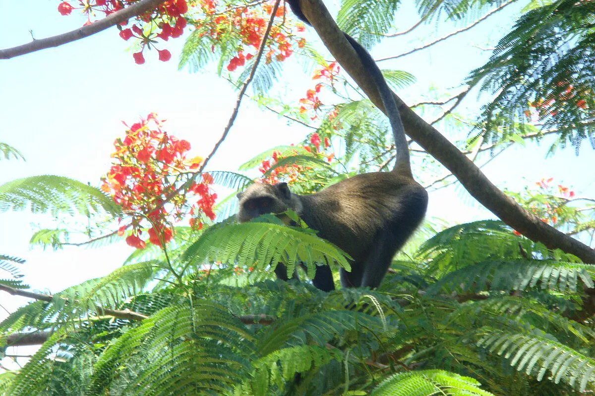 Compleanno in Kenya