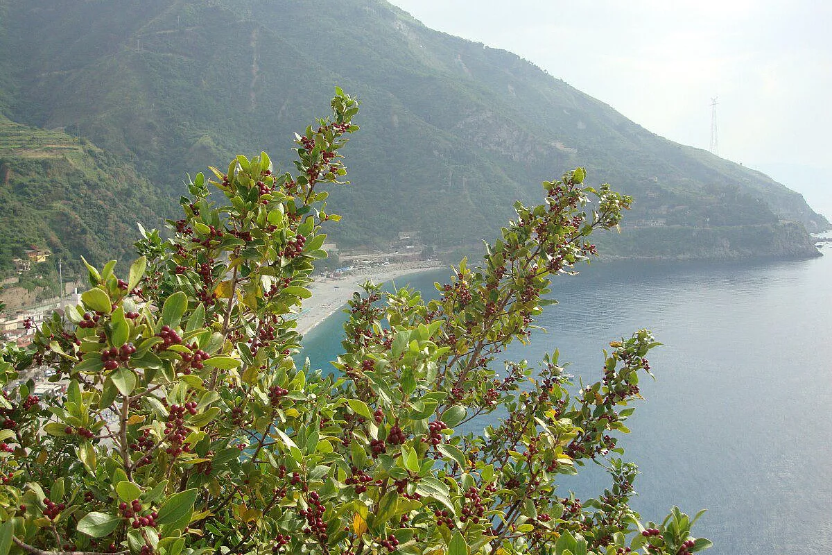 cOSTA cALABRA