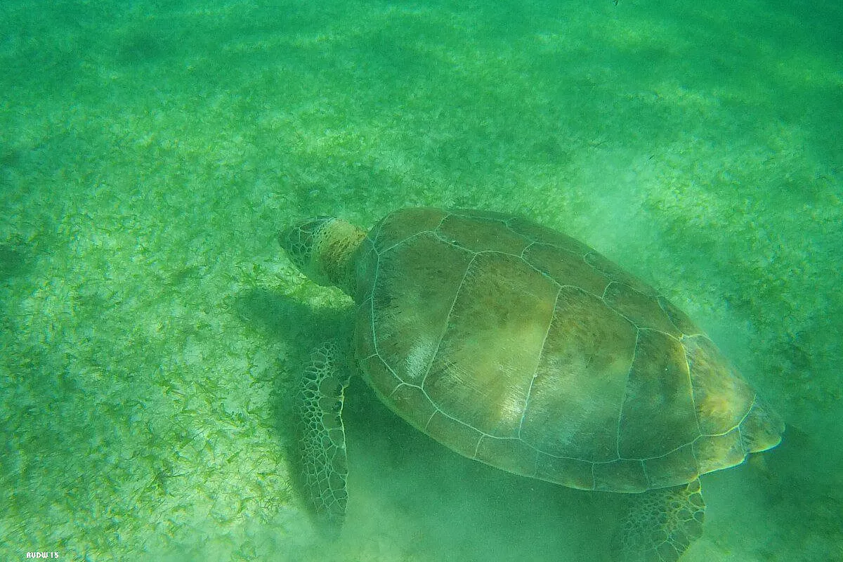 AKUMAL !