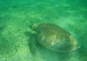 turistipercaso calakmul-farx4