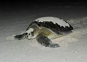 turistipercaso calakmul-t5xbr