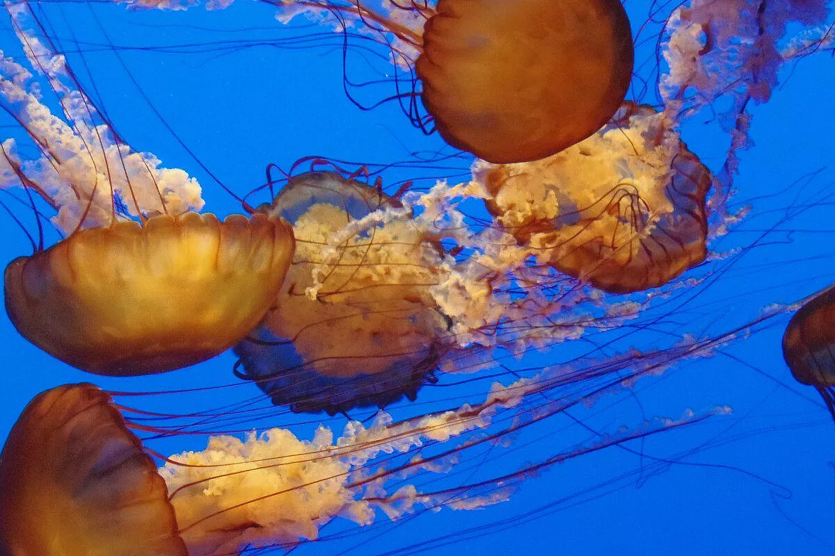 Monterey Bay Aquarium