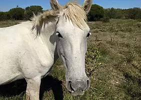 turistipercaso camargue-5vqgh