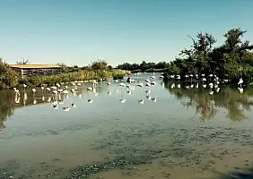 turistipercaso camargue-6vn1s