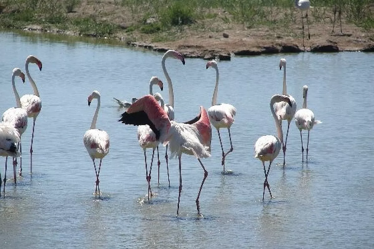 Ritorno in Camargue