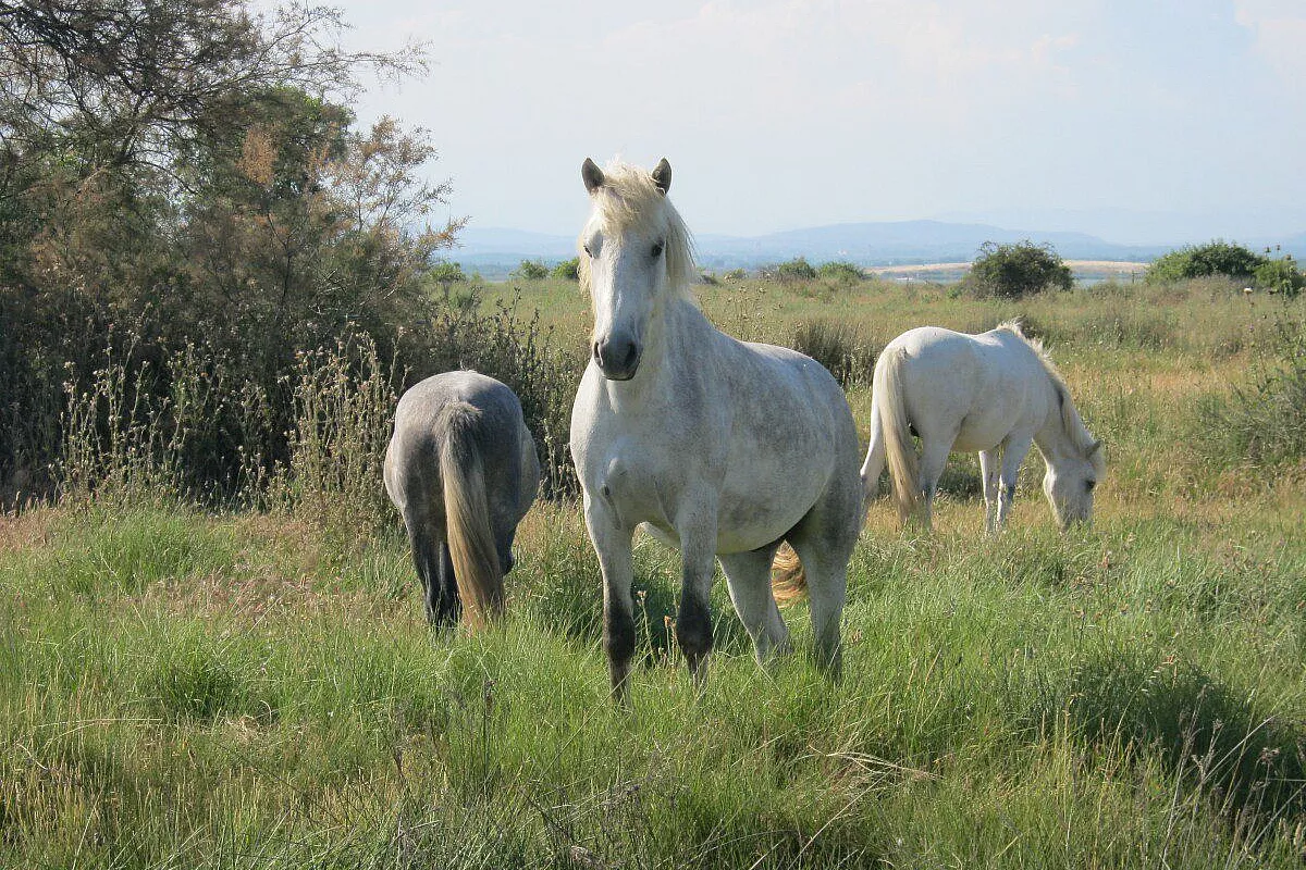 Camargue in Houseboat