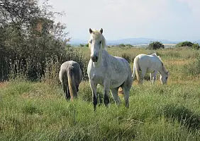 turistipercaso camargue-t2ecy