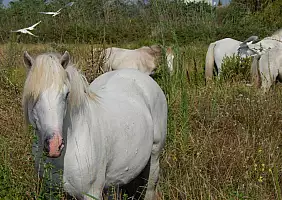 turistipercaso camargue-w6nzd