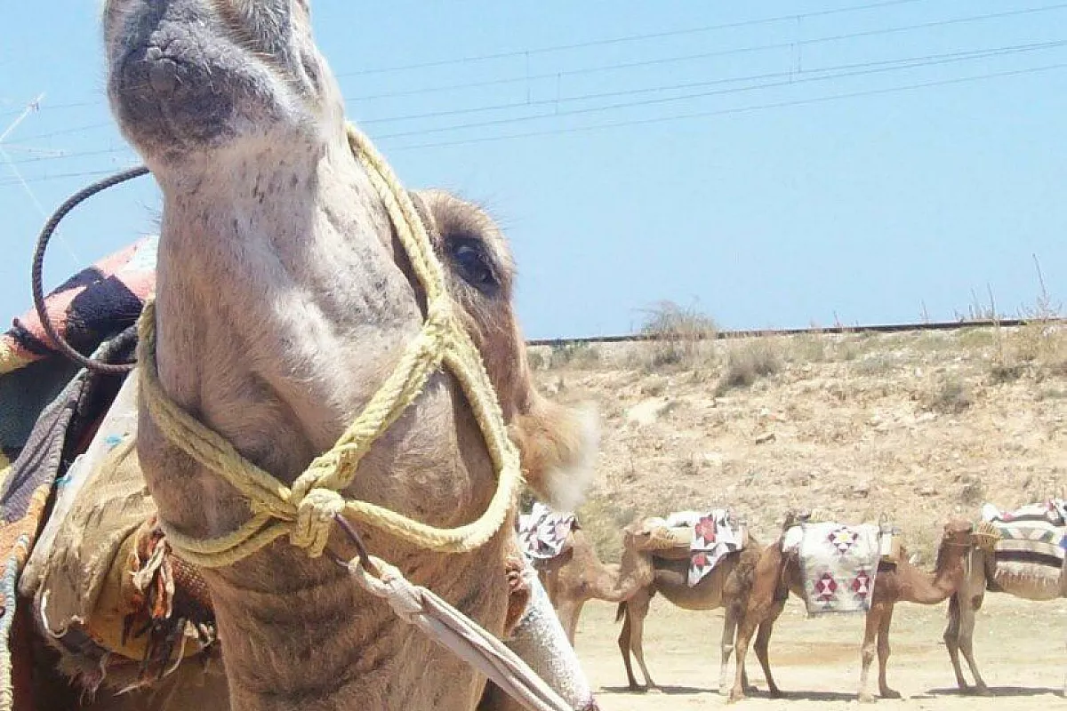 L’altra Tunisia
