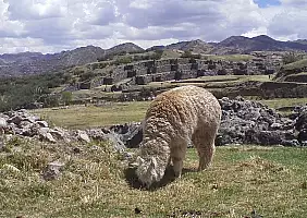 turistipercaso canyon-colca-gzj6g