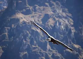 turistipercaso canyon-colca-h2s7f
