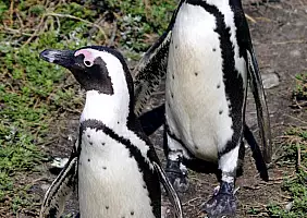 turistipercaso cape-town-mare-g4p81