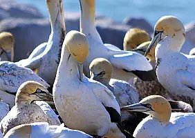 turistipercaso cape-town-mare-pwpg8