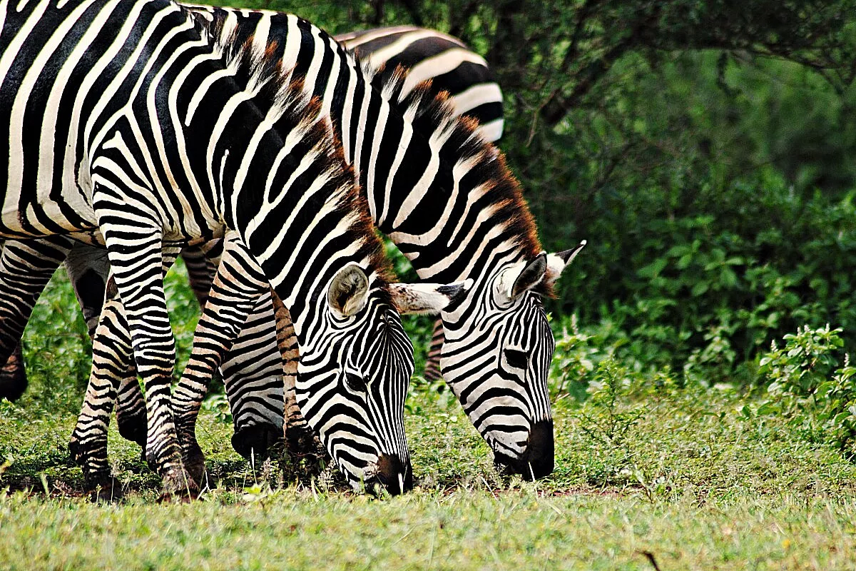 Zebra
