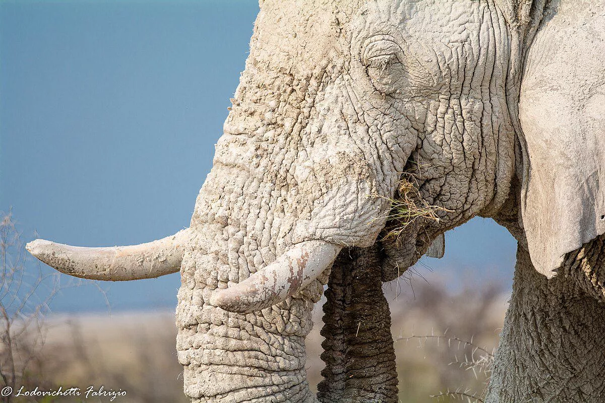 Etosha N.P.