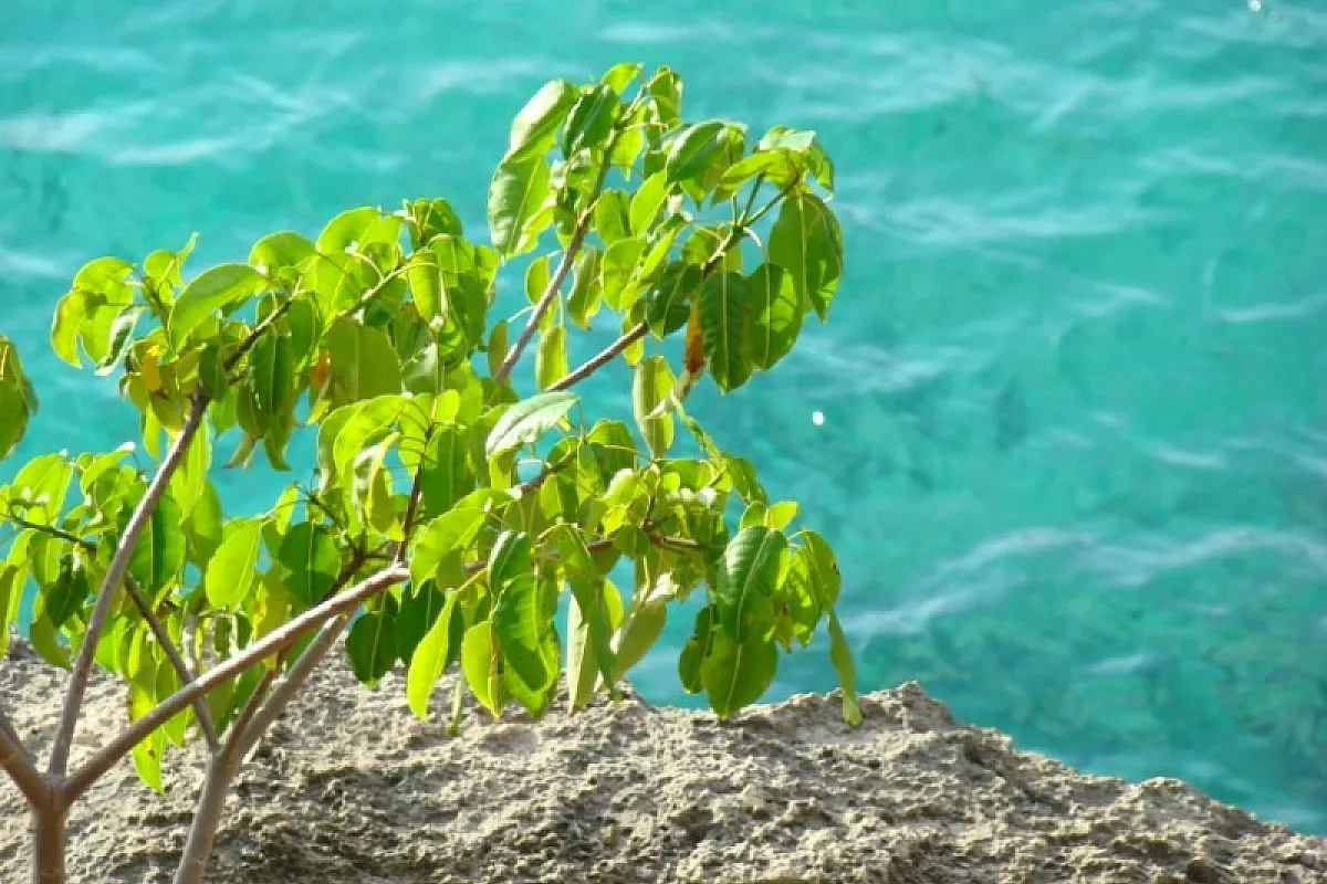 Guadalupa e Marie Galante