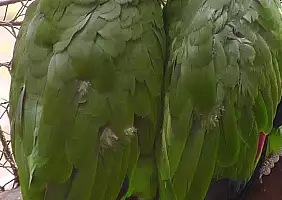 turistipercaso cayos-cochinos-s2jvv