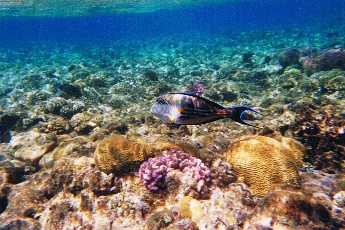 Sharm al Zouara