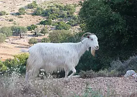 turistipercaso cefalonia-mybwz
