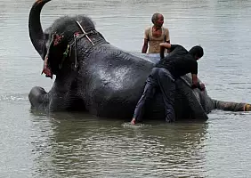 turistipercaso chitwan-54fyq