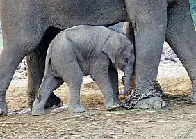 turistipercaso chitwan-heh9k
