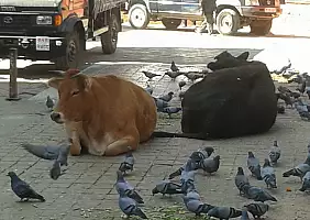 turistipercaso chitwan-kt89b