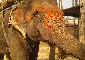 turistipercaso chitwan-vgjtf