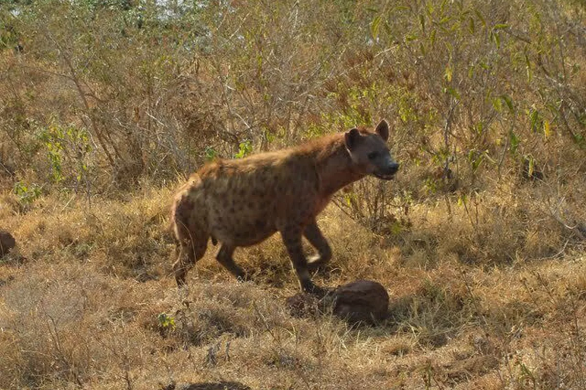 Safari e Zanzibar Indimenticabili