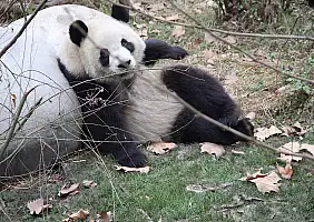 turistipercaso cina-gmru2