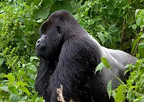 turistipercaso congo-fd1ph