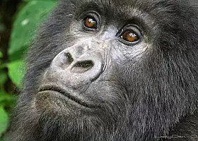 turistipercaso congo-nmdqb