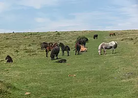 turistipercaso cornovaglia-ngb81