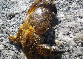 turistipercaso corsica-mare-519hx