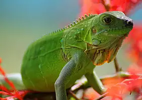 turistipercaso costa-rica-8sqxd