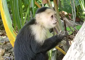 turistipercaso costa-rica-efyrn