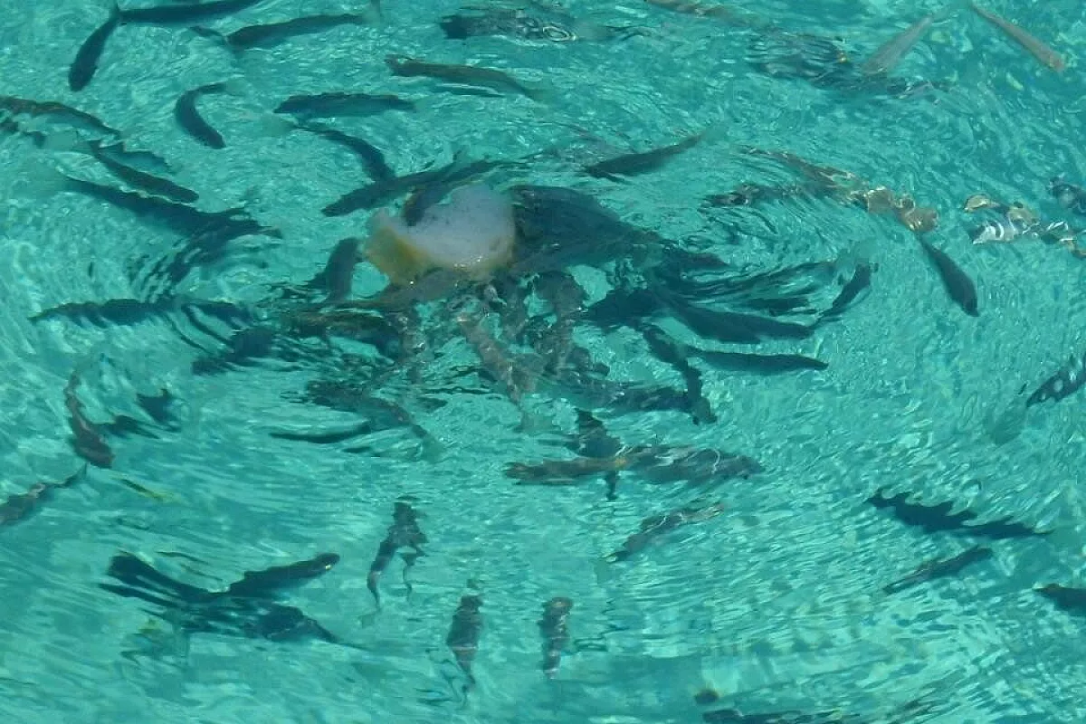 Pesce non indetificato