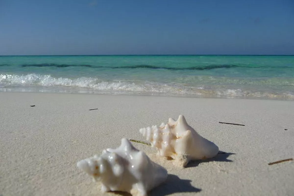 Conchiglie a Playa Perla Blanca