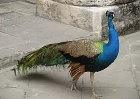 turistipercaso cuba-yz746