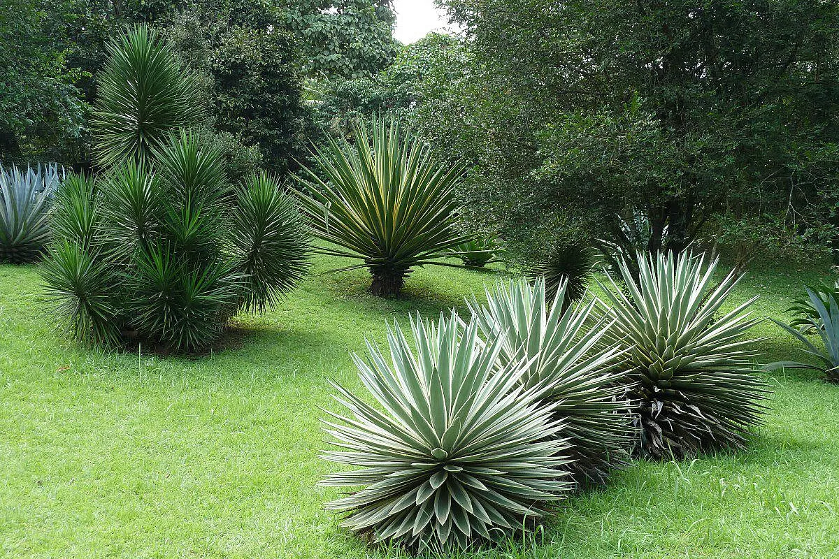 Giardino botanico a Kandy