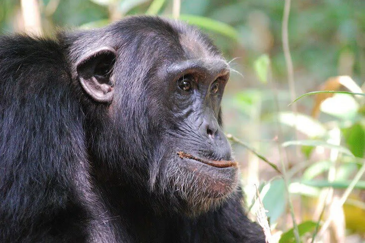 chimp