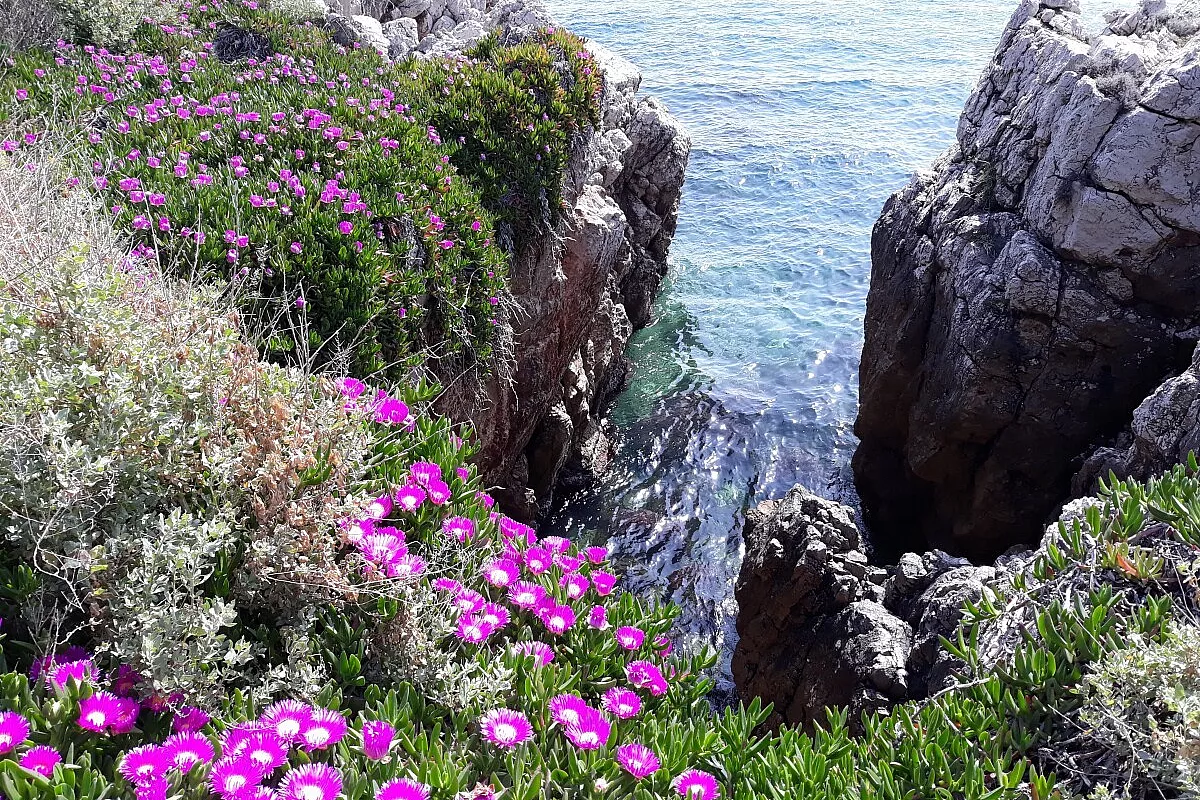 Cap d'Antibes
