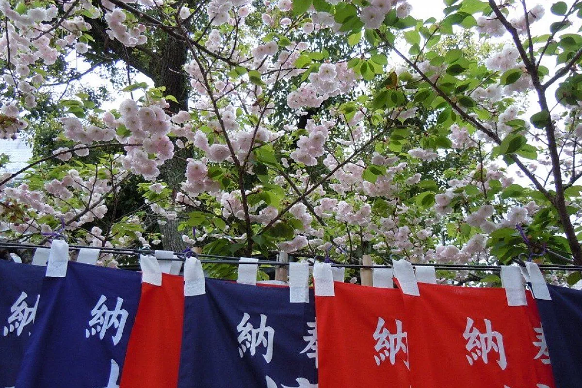 sakura
