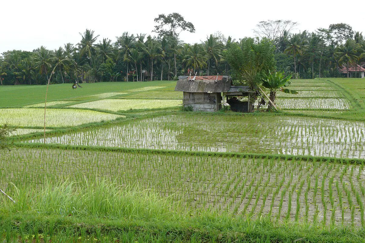 bali, un'esplosione di colori e profumi!