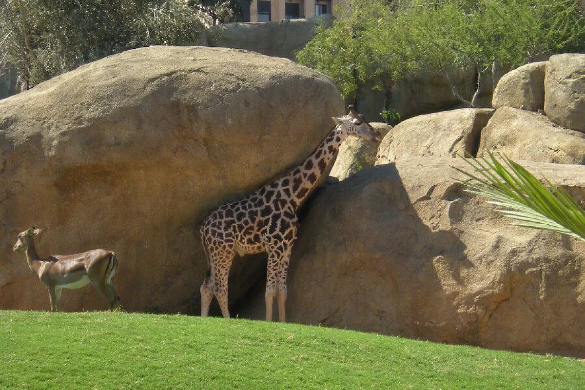 giraffe al Bioparc