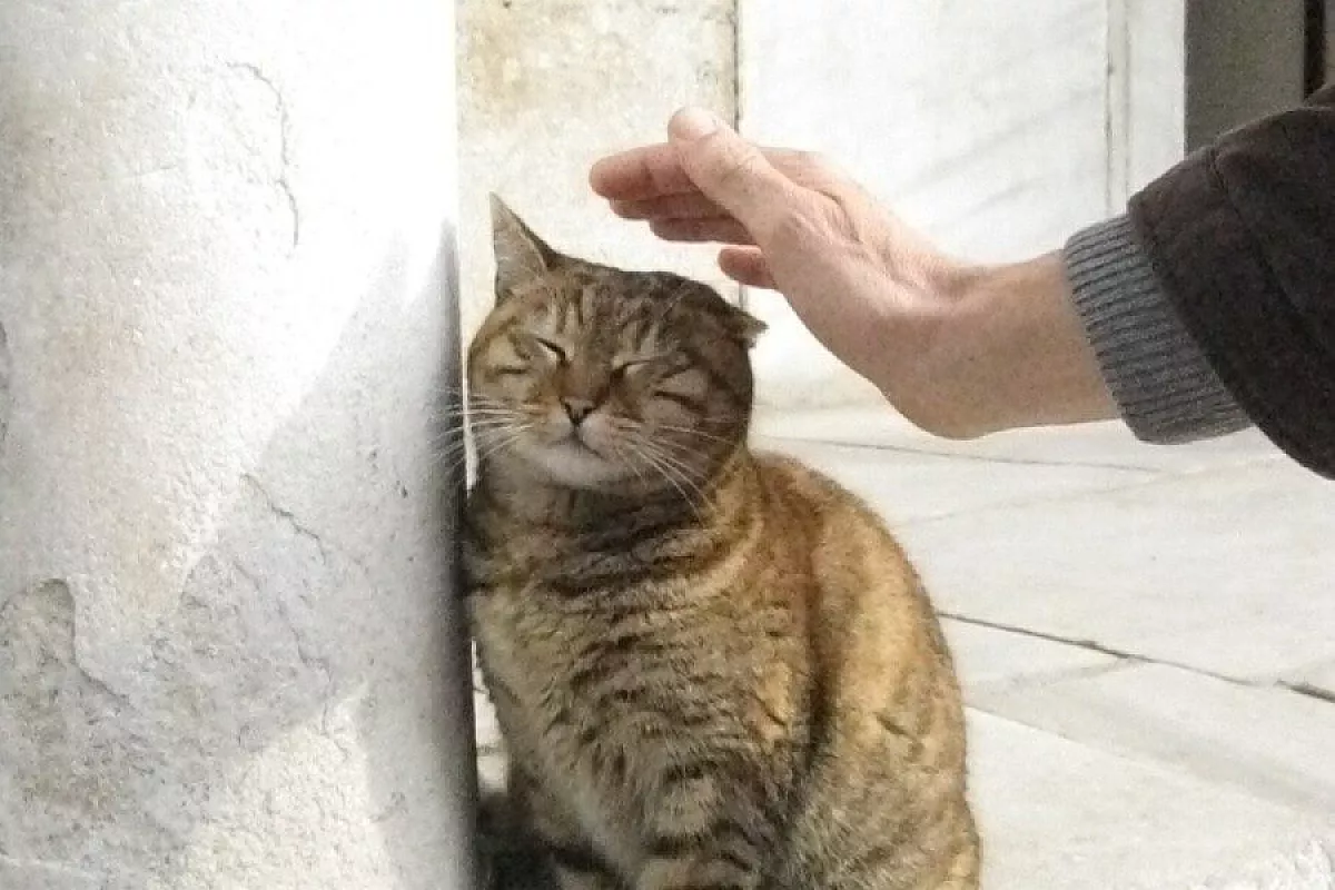 gatti onnipresenti