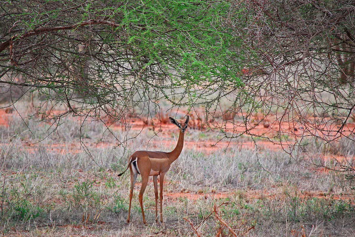 Kenia: il rosso