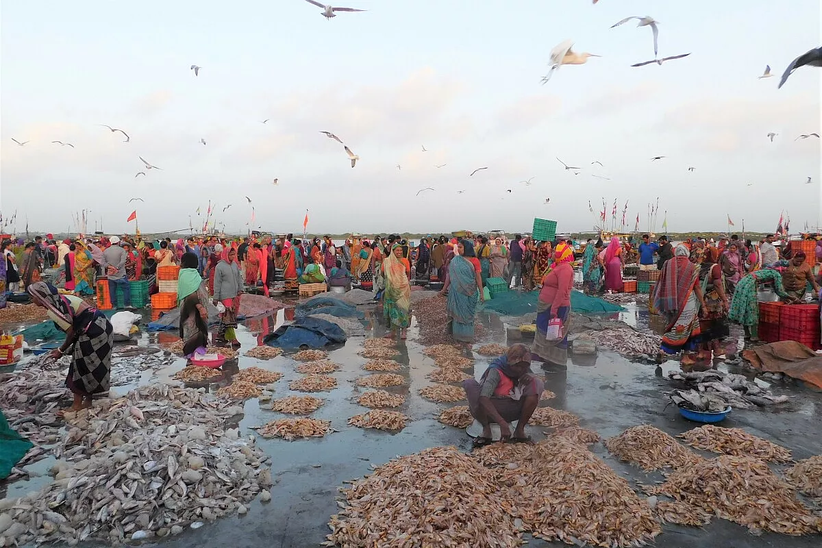 Vanakbara - mercato del pesce