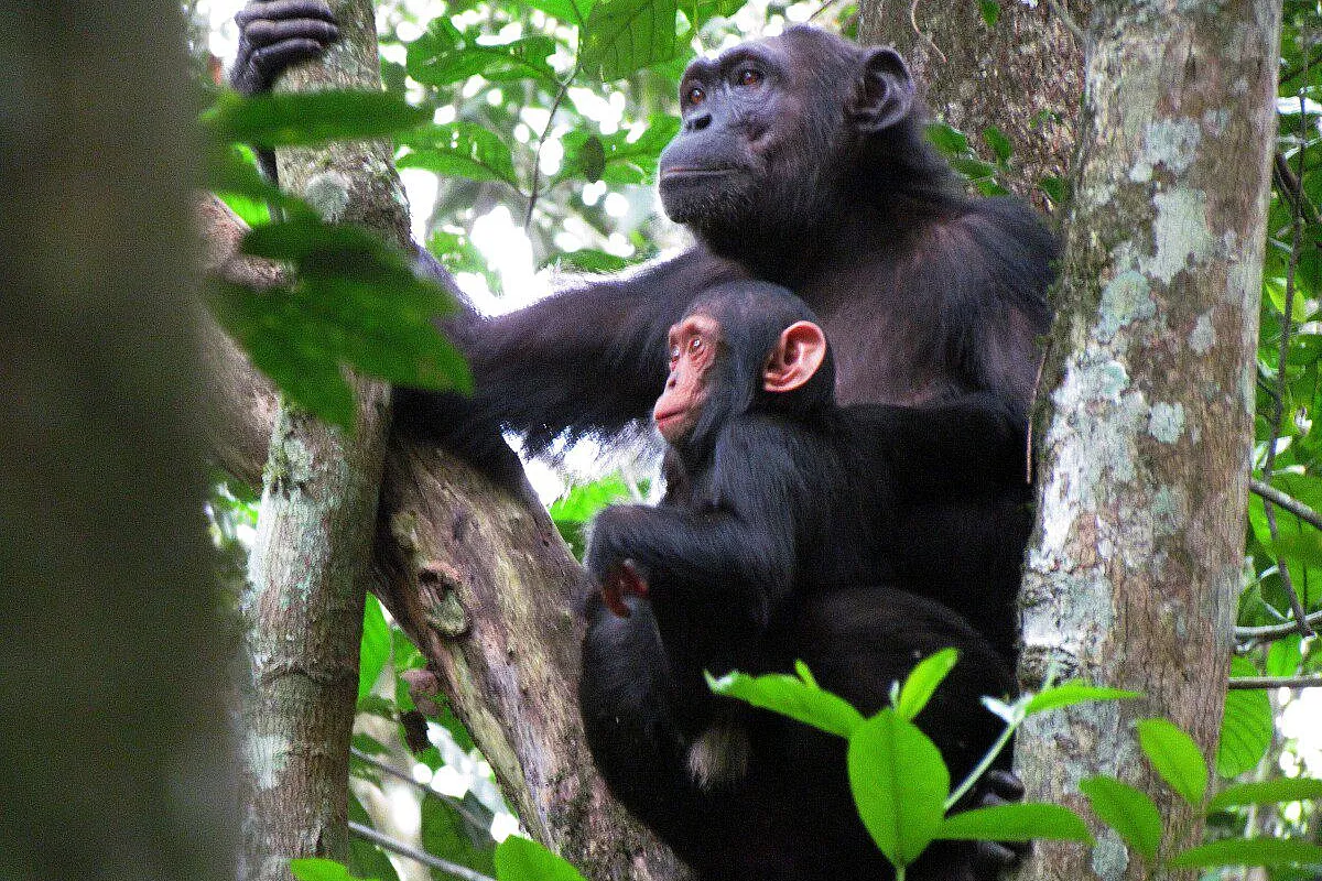 Scimpanzè in Kibale National Park